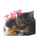 三毛猫きらちゃん（個別スタンプ：20）