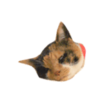 三毛猫きらちゃん（個別スタンプ：24）