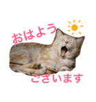 cats_stamp（個別スタンプ：1）