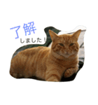 cats_stamp（個別スタンプ：4）