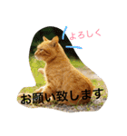 cats_stamp（個別スタンプ：5）