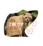 cats_stamp（個別スタンプ：6）