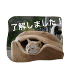 cats_stamp（個別スタンプ：7）