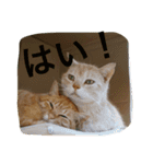 cats_stamp（個別スタンプ：8）