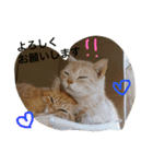 cats_stamp（個別スタンプ：9）