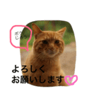 cats_stamp（個別スタンプ：10）