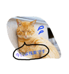 cats_stamp（個別スタンプ：13）