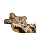 catmimi22（個別スタンプ：1）