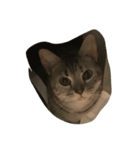 catmimi22（個別スタンプ：7）