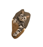 catmimi22（個別スタンプ：8）