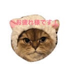 ペルシャ猫レオちゃん（個別スタンプ：2）