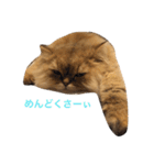 ペルシャ猫レオちゃん（個別スタンプ：3）