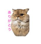 ペルシャ猫レオちゃん（個別スタンプ：5）