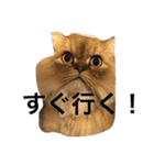 ペルシャ猫レオちゃん（個別スタンプ：6）