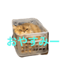 ペルシャ猫レオちゃん（個別スタンプ：7）