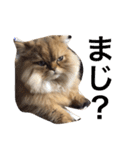 ペルシャ猫レオちゃん（個別スタンプ：8）