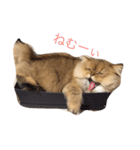 ペルシャ猫レオちゃん（個別スタンプ：9）