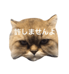 ペルシャ猫レオちゃん（個別スタンプ：10）