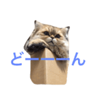 ペルシャ猫レオちゃん（個別スタンプ：11）