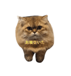 ペルシャ猫レオちゃん（個別スタンプ：12）