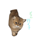 ペルシャ猫レオちゃん（個別スタンプ：13）