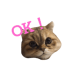 ペルシャ猫レオちゃん（個別スタンプ：14）