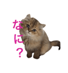 ペルシャ猫レオちゃん（個別スタンプ：15）