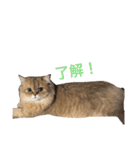 ペルシャ猫レオちゃん（個別スタンプ：16）