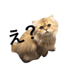 ペルシャ猫レオちゃん（個別スタンプ：18）