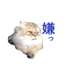 ペルシャ猫レオちゃん（個別スタンプ：20）