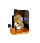 フレークすたんぷ（個別スタンプ：12）