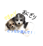 我が家のおにぎり時々ひまわり（個別スタンプ：1）