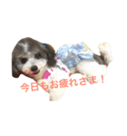 我が家のおにぎり時々ひまわり（個別スタンプ：13）