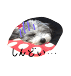 我が家のおにぎり時々ひまわり（個別スタンプ：17）