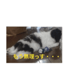 我が家のおにぎり時々ひまわり（個別スタンプ：21）