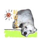 セッター犬ベルちゃん（個別スタンプ：1）