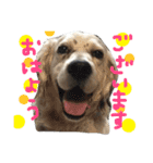 セッター犬ベルちゃん（個別スタンプ：2）