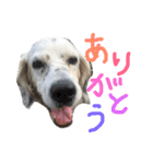 セッター犬ベルちゃん（個別スタンプ：3）