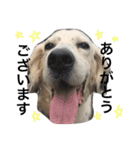 セッター犬ベルちゃん（個別スタンプ：4）