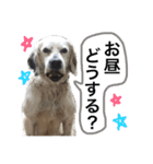 セッター犬ベルちゃん（個別スタンプ：5）