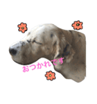 セッター犬ベルちゃん（個別スタンプ：9）