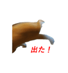 ぽろぽろうさぎ（個別スタンプ：4）