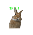 ぽろぽろうさぎ（個別スタンプ：9）