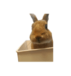 ぽろぽろうさぎ（個別スタンプ：11）