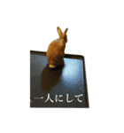 ぽろぽろうさぎ（個別スタンプ：16）