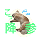 ワルツの日常（個別スタンプ：5）