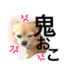 ワルツの日常（個別スタンプ：17）