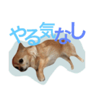ワルツの日常（個別スタンプ：18）