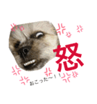 まるの ティナ（個別スタンプ：9）