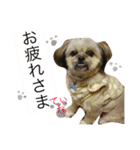 まるの ティナ（個別スタンプ：20）
